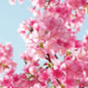 Meet your Posher, Jocelyn